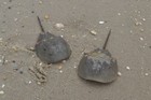 Horseshoe crabs...fisherman hate them, but they actually are very important to the local ecology.