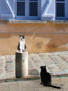 Cat Scan in Montmartre