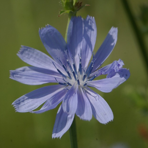 Close up of Chicory Bloom