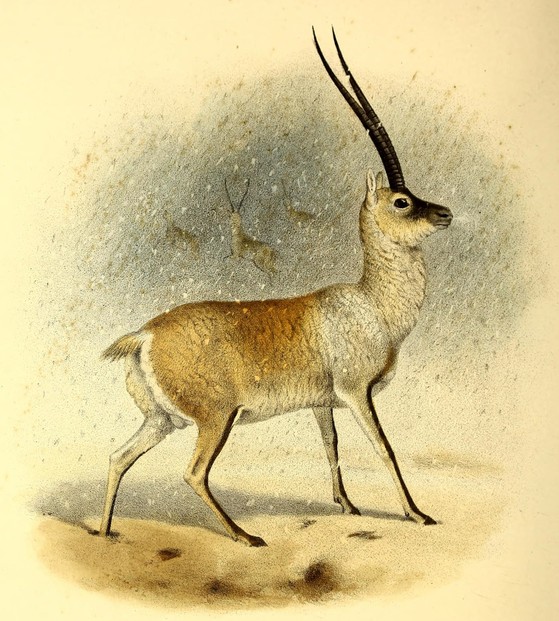 Philip Sclater and Oldfield Thomas, The Book of Antelopes, Vol. III (1897-98), Pl. L, opp. p. 45
