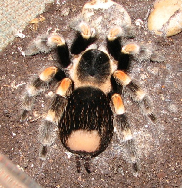 adult female Mexican Red-Kneed Tarantula (Brachypelma smithi) with bald patch on opisthosoma from kicking off urticating bristles