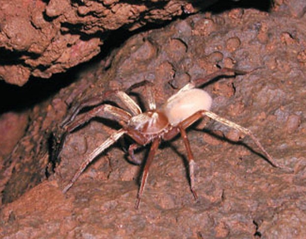 Kaua‘i cave wolf spider (Adelocosa anops)
