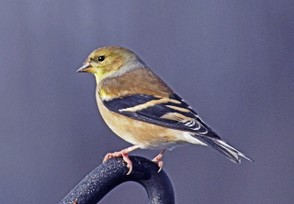 The American Goldfinch