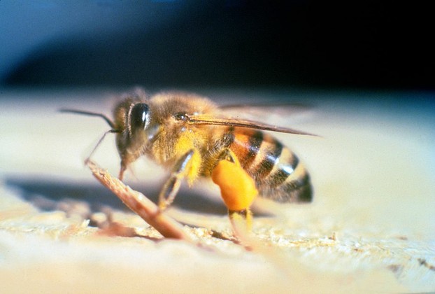 killer bee: adult Apis mellifera scutellata in Florida
