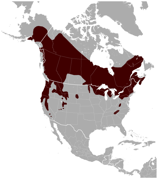 borders of the Glaucomys sabrinus range drawn according to IUCN Red List spatial data