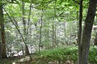 Hot summer day? Cool off along one of the shady woodlands hiking trails