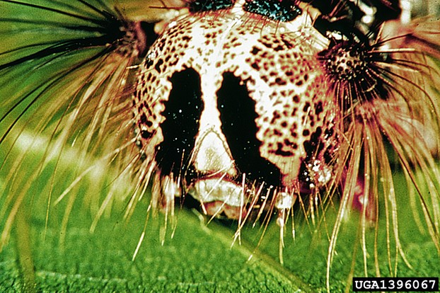 closeup of Gypsy moth (Lymantria dispar) larvae