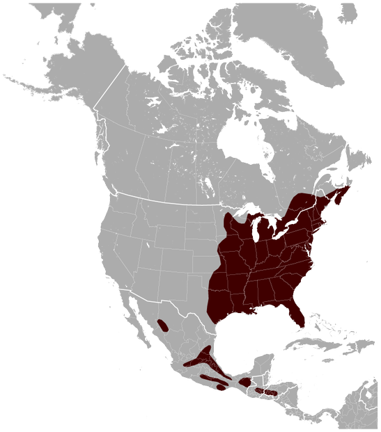 borders of the Glaucomys volans range drawn according to IUCN Red List spatial data
