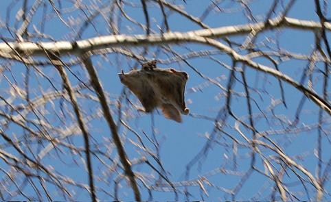 Northern Flying squirrel glides, with characteristic square shape of stretched patagia (gliding-enabling membrane).