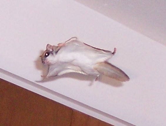 Southern Flying Squirrel in characteristic square-shaped glide