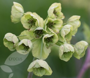 Here is the beautiful Jade Green Lovage from Crocus