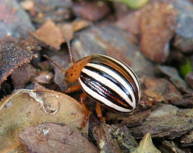 False Potato Beetle, Adult