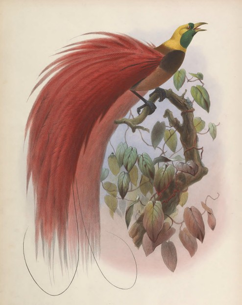D.G. Elliot, A monograph of the Paradiseidae or birds of paradise (1873), Plate III