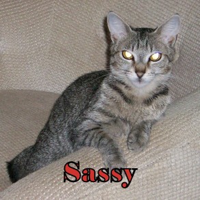 Sassycat