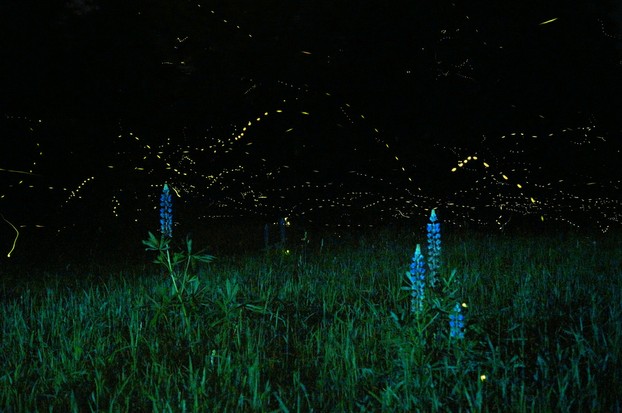 lupines (Lupinus spp.) and fireflies (Lampyridae family), Milo, Piscataquis County, central Maine