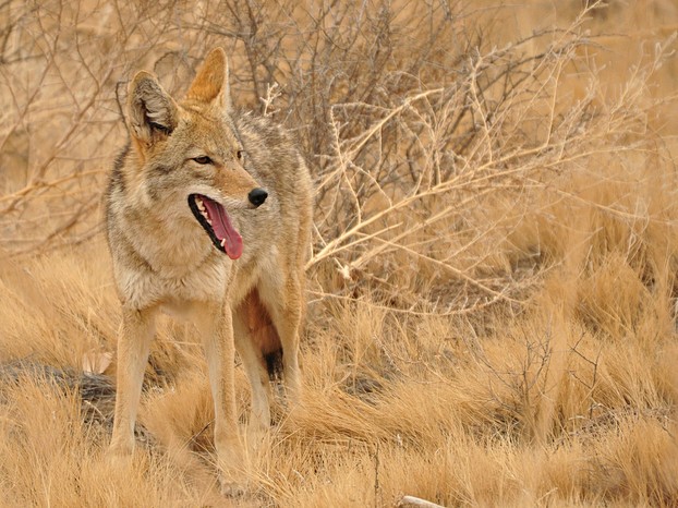 coyote in Bosque del Apache National Wildlife Refuge, southern Socorro County, west central New Mexico