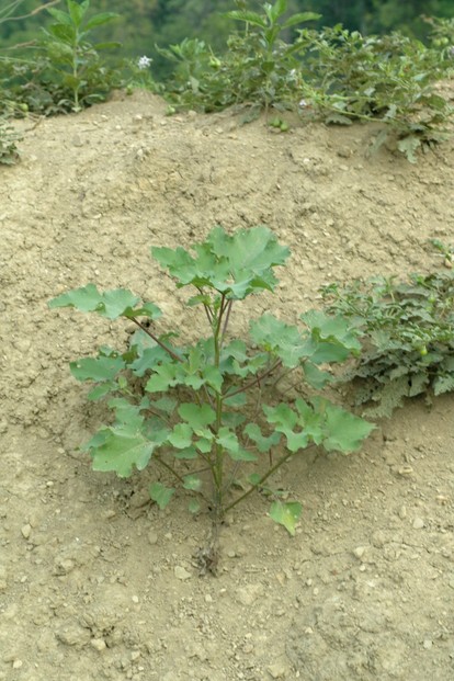 cocklebur plant growing in disturbed ground