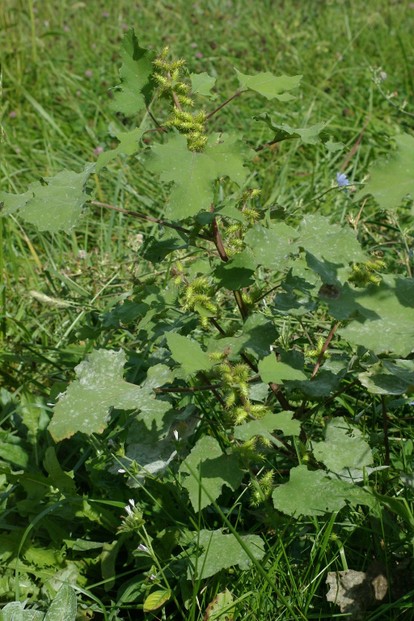 Cocklebur plant with seeds