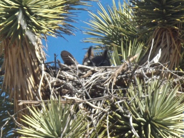 Baby Owl in Nest