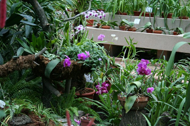 12. Many orchids