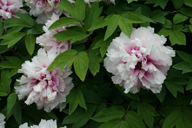 White and Pink Peonies