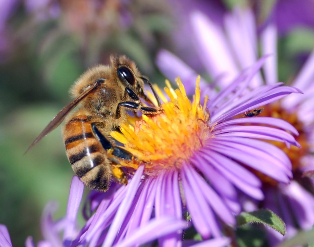 European Honeybee Extracting Nectar