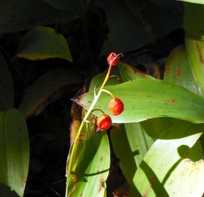 Red berry contains a few Lily of the Valley seeds