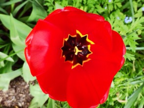 Washington State Tulip