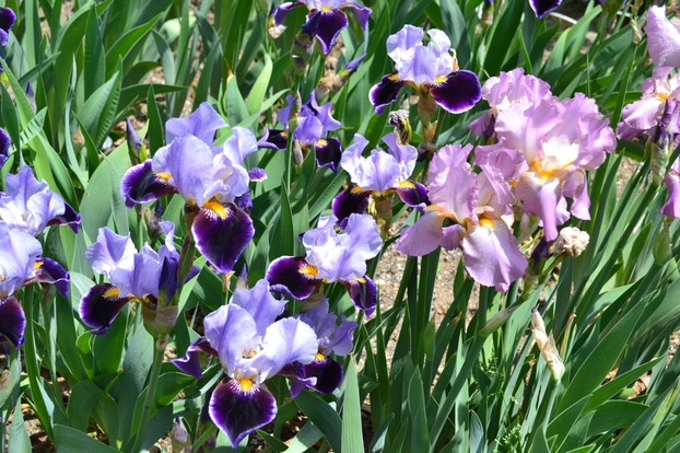 The Presby Memorial Iris Gardens in Montclair New Jersey