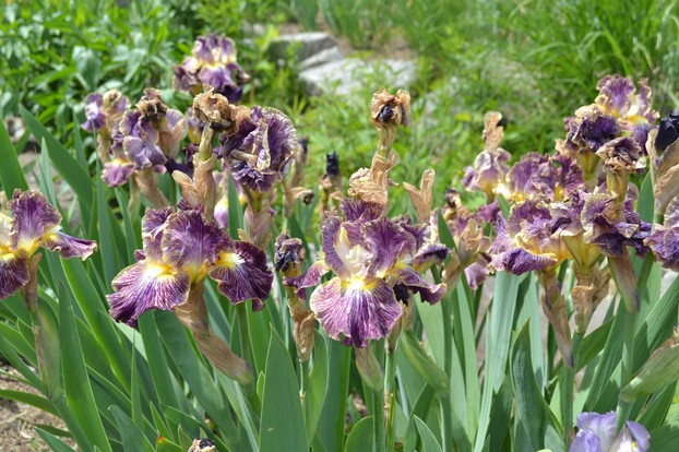 Irises along the creek bed at Presby.