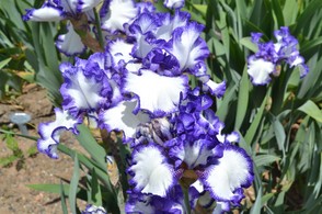 Presby Irises
