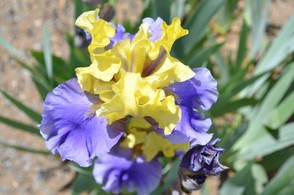 Presby Irises