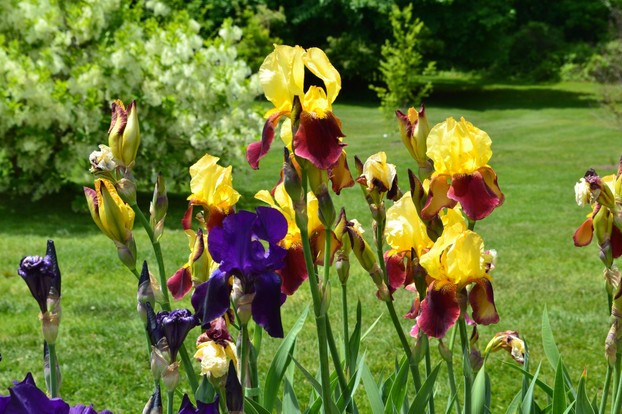 A day at Presby is an unfortabble experience for an iris lover!