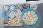 Some of our Shells