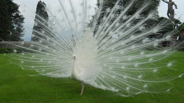 A white peacock on Isola Bella
