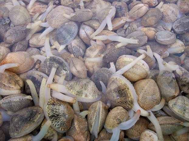 Living Bivalves with Siphons Extended