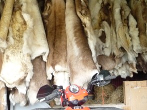 Reindeer Skins being Cured Outdoors at the Wilderness Centre in Norway