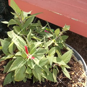 Sage with Star Pattern