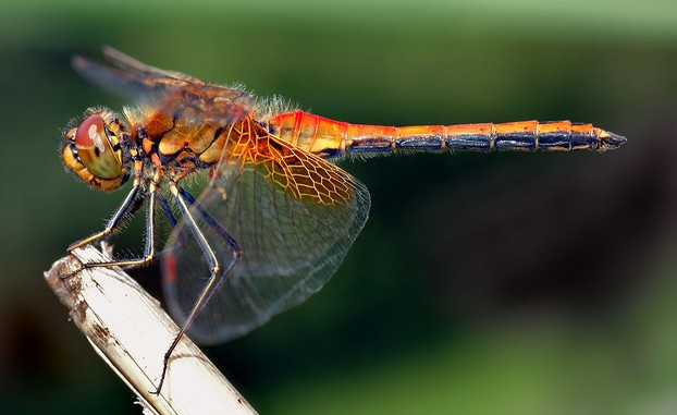 side view of male Yellow-winged Darter (Sympetrum flaveolum); Wednesday, July 13, 2005