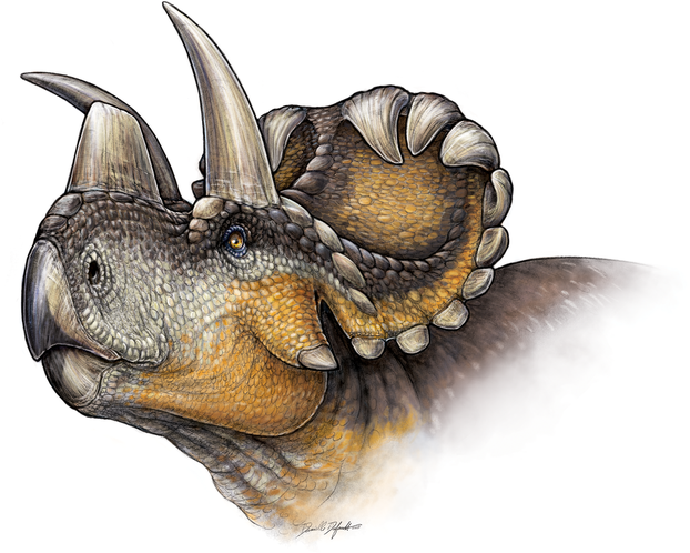 D.C. Evans and M.J. Ryan, "Cranial Anatomy of Wendiceratops pinhornensis," PLOS ONE 10(7) July 8, 2015 e0130007, Fig. 16