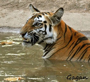 Tiger at Water Hole