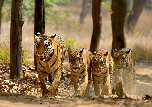 Tiger Family