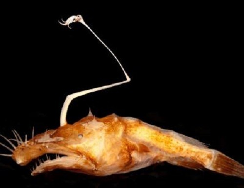 one of three female specimens of new deep-sea anglerfish found in northern Gulf of Mexico