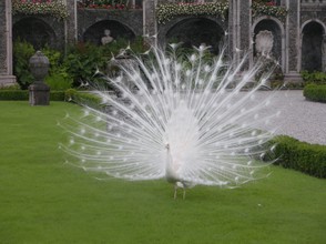 White peacocks roam the gardens of Isola Bella, surprising visitors with their displays (and screeching!)