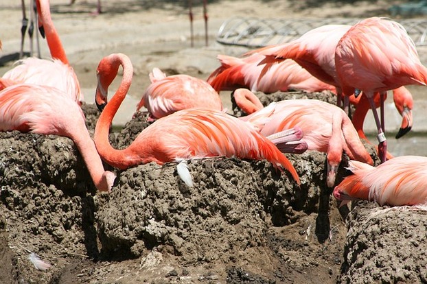 Nesting Flamingos