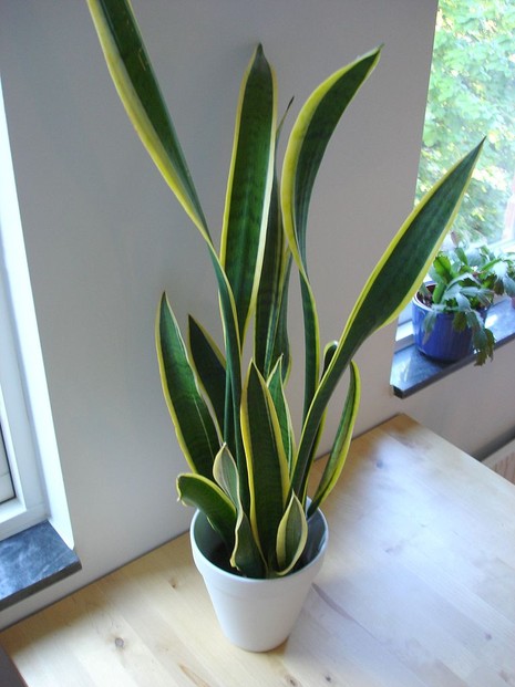 Sansevieria trifasciata, commonly known as mother-in-law's tongue or as snake plant