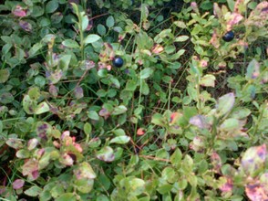 Whinberries