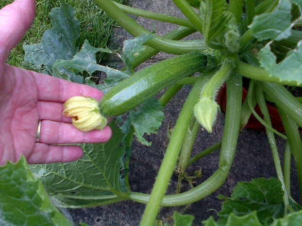 My courgette plant