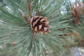 Pine Cone