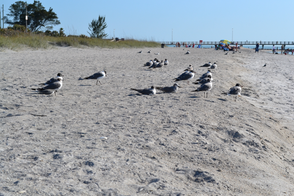 Fort De Soto is a great place for bird watching!